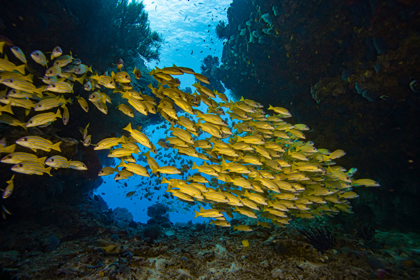 OPEN WATER COURSE