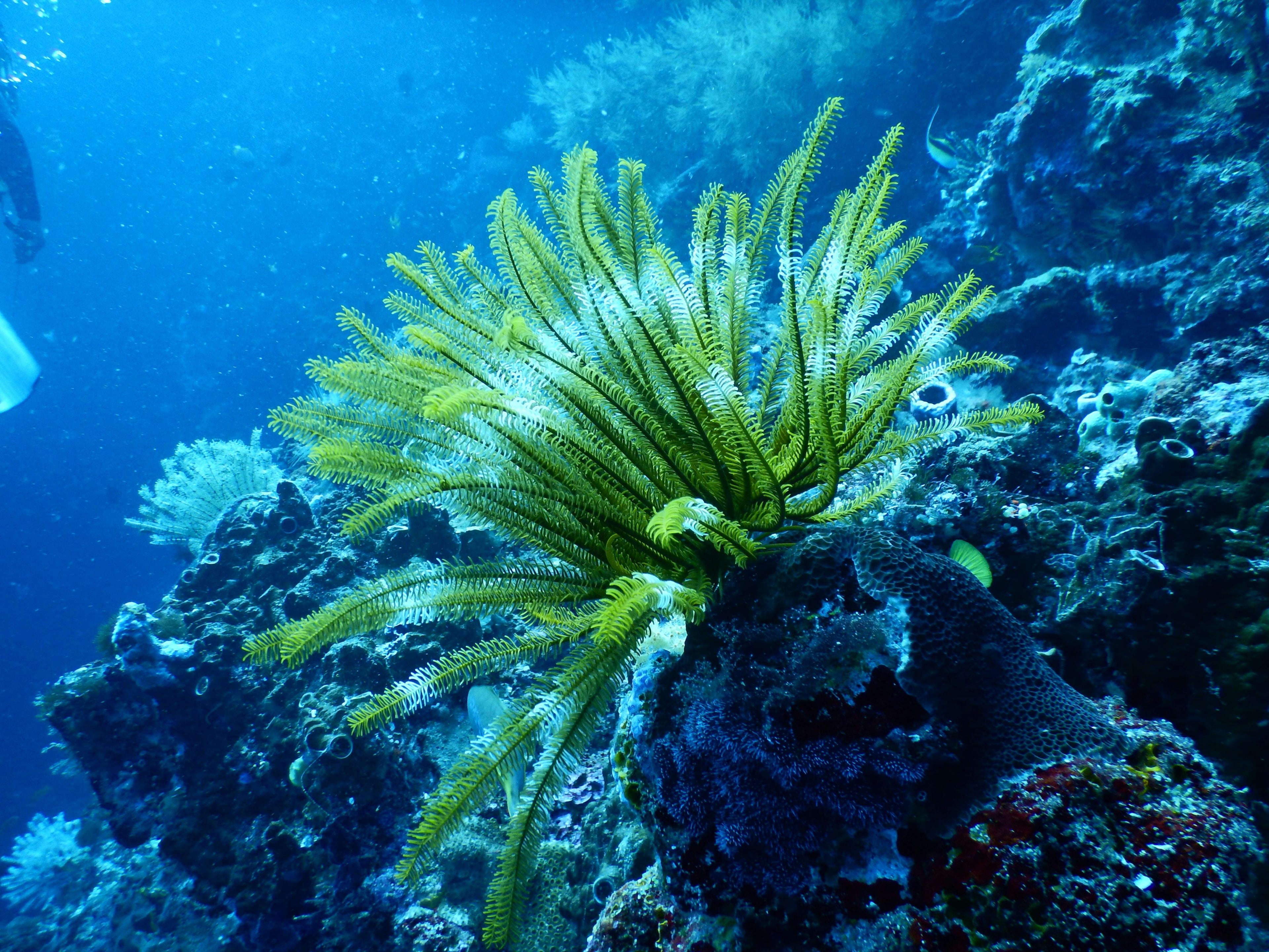 Top 10 Scuba Diving Myths: What Every Beginner Should Know 🌊🐠