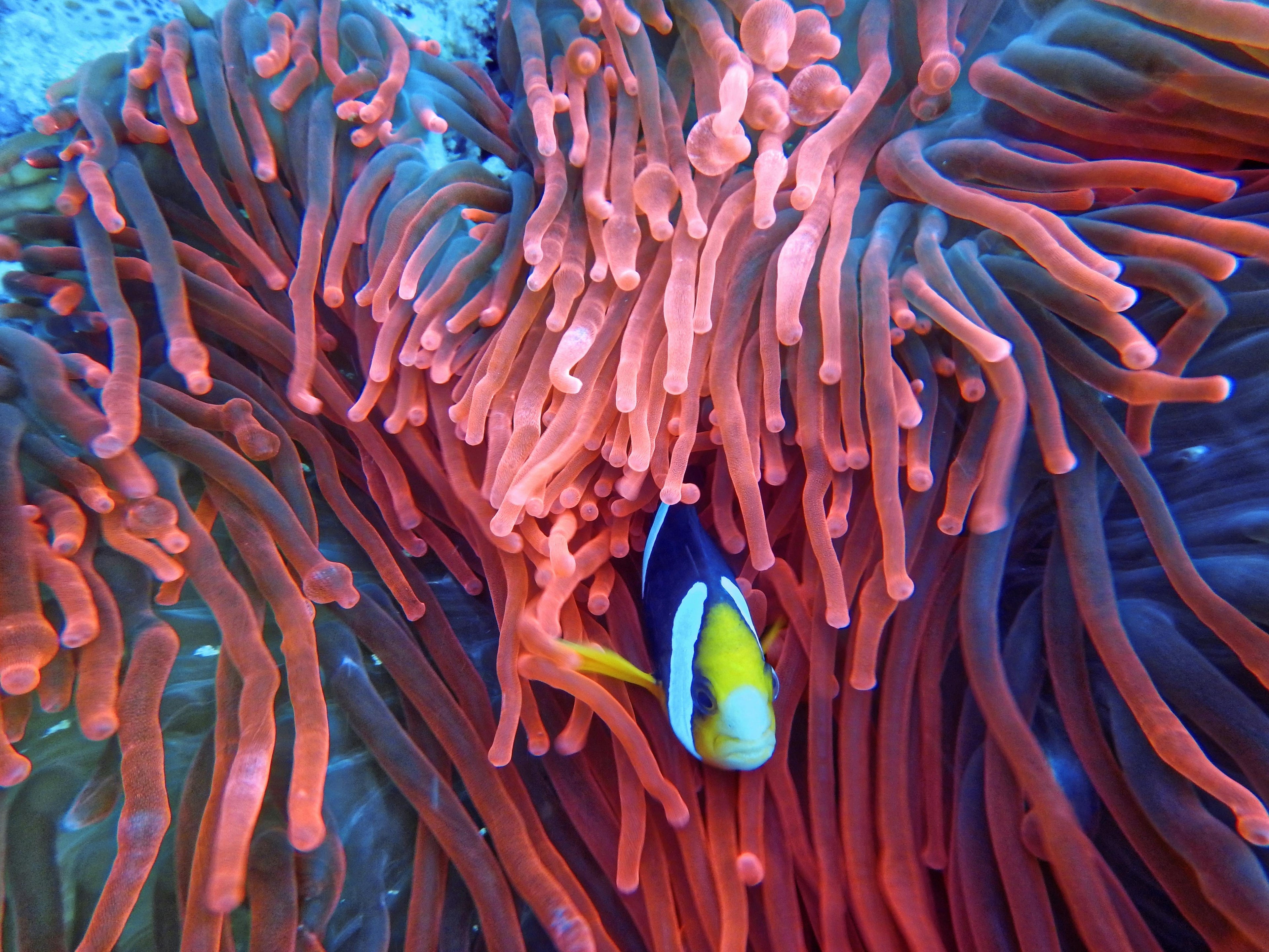 Best Scuba Diving in India: Top Destinations You Can’t Miss