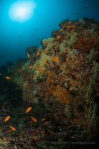 BLUE VOYAGER, MALDIVES