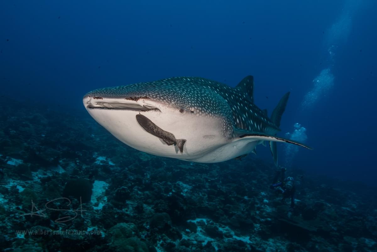 BLUE VOYAGER, MALDIVES