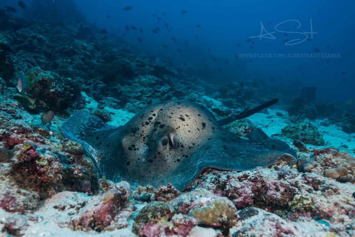 ADVANCE OPEN WATER COURSE