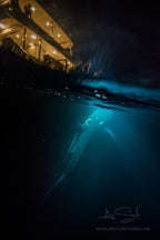 BLUE VOYAGER, MALDIVES