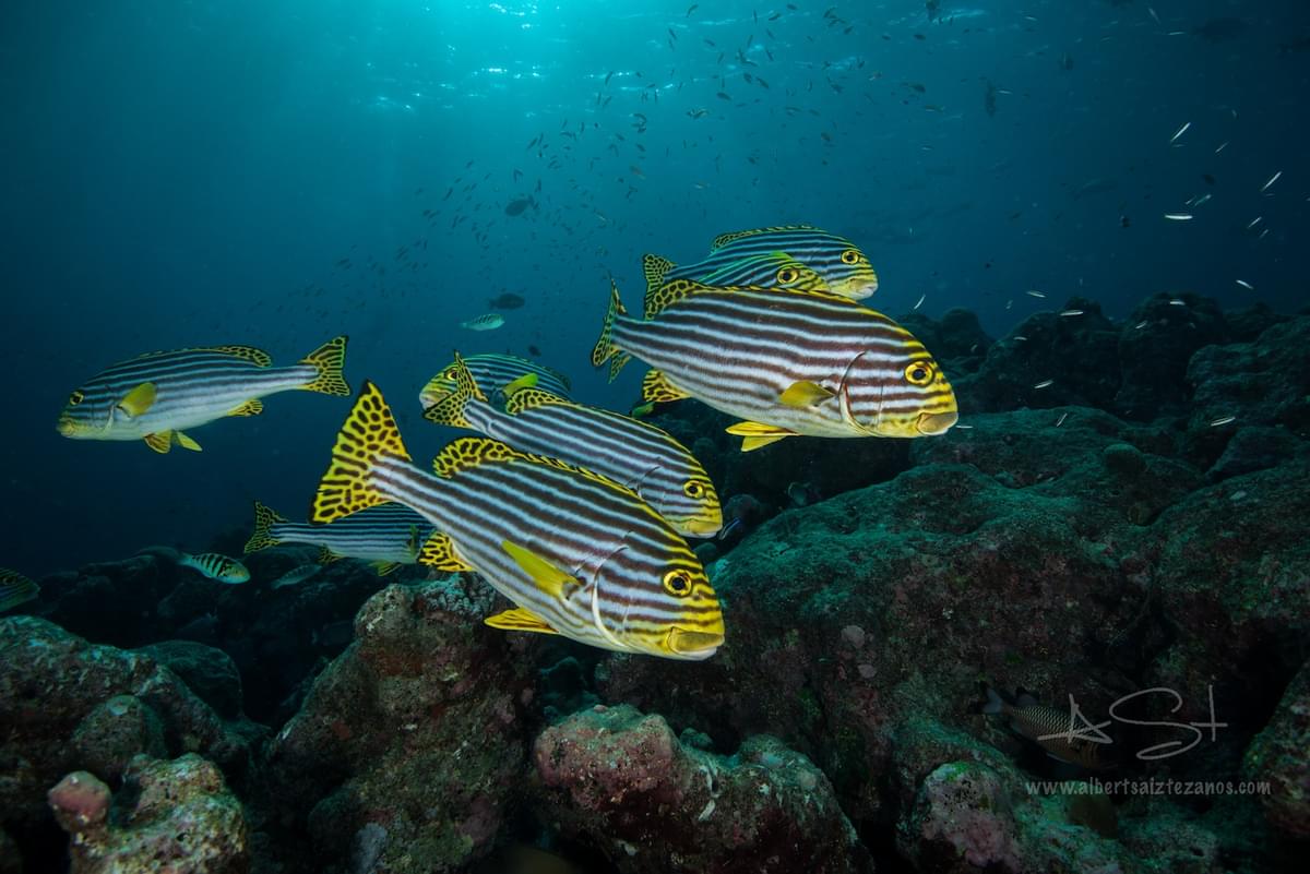 BLUE VOYAGER, MALDIVES