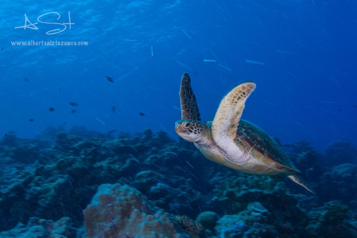 BLUE VOYAGER, MALDIVES