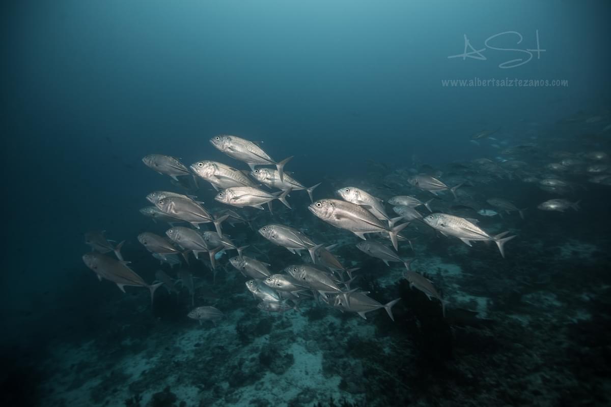 BLUE VOYAGER, MALDIVES