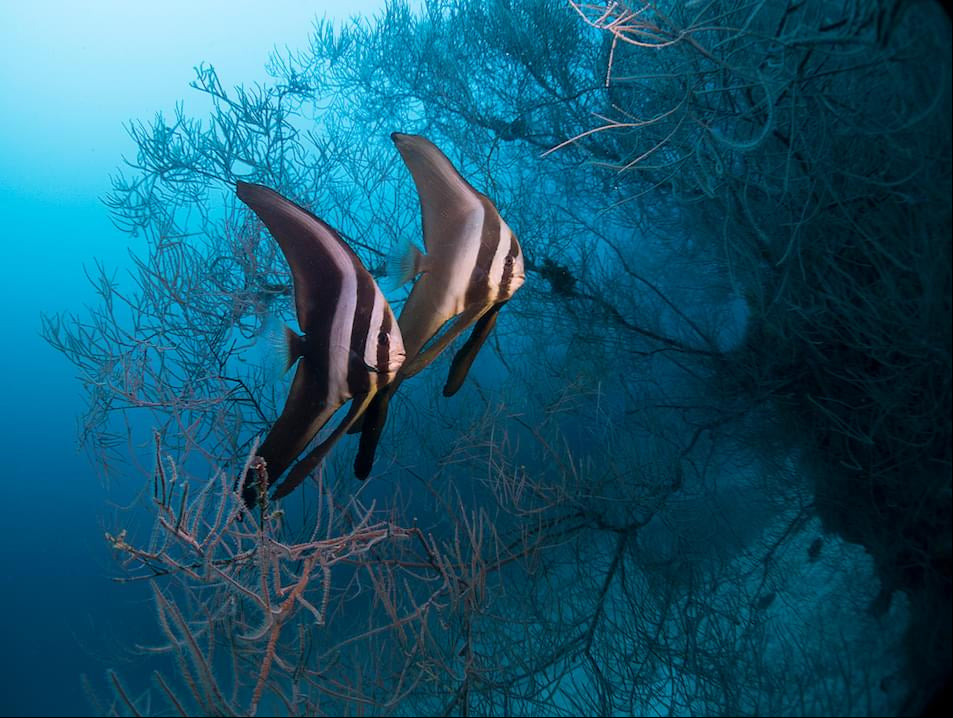 BLUE VOYAGER, MALDIVES