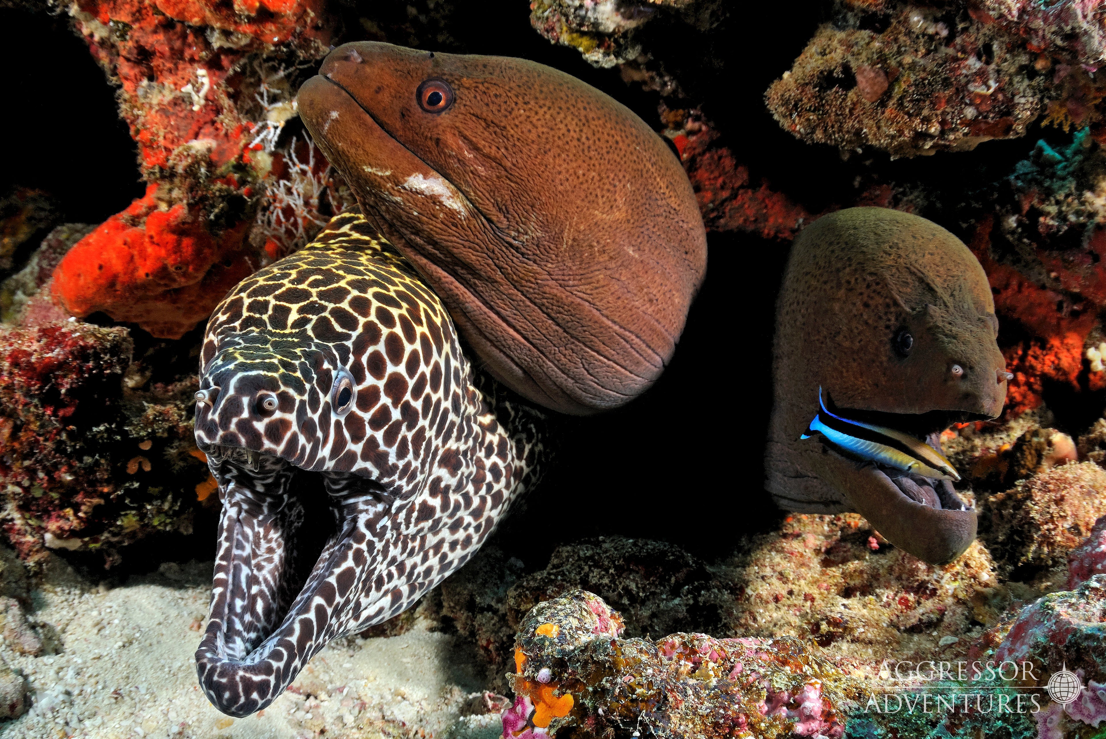 MALDIVES AGGRESSOR II