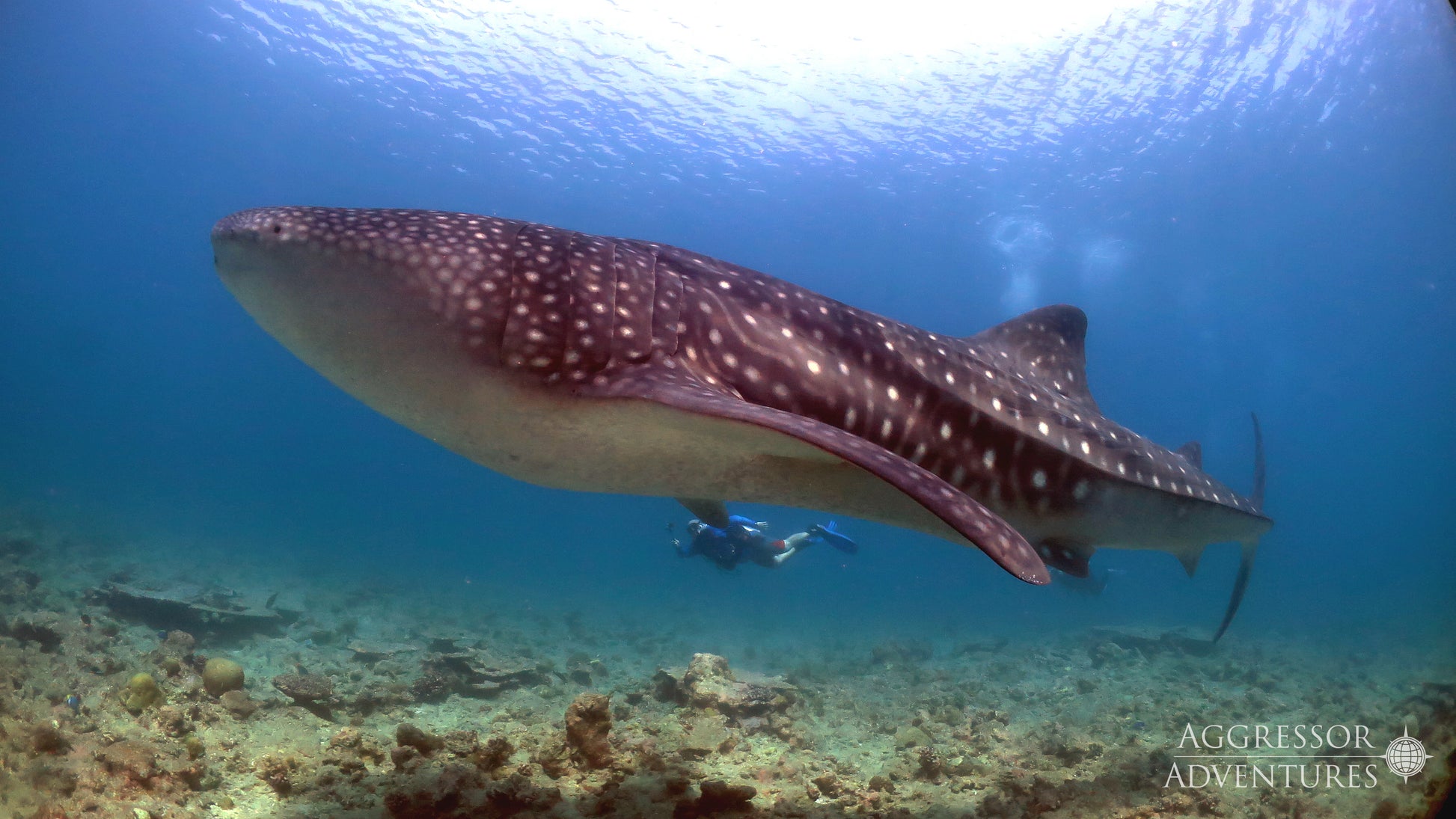 MALDIVES AGGRESSOR II