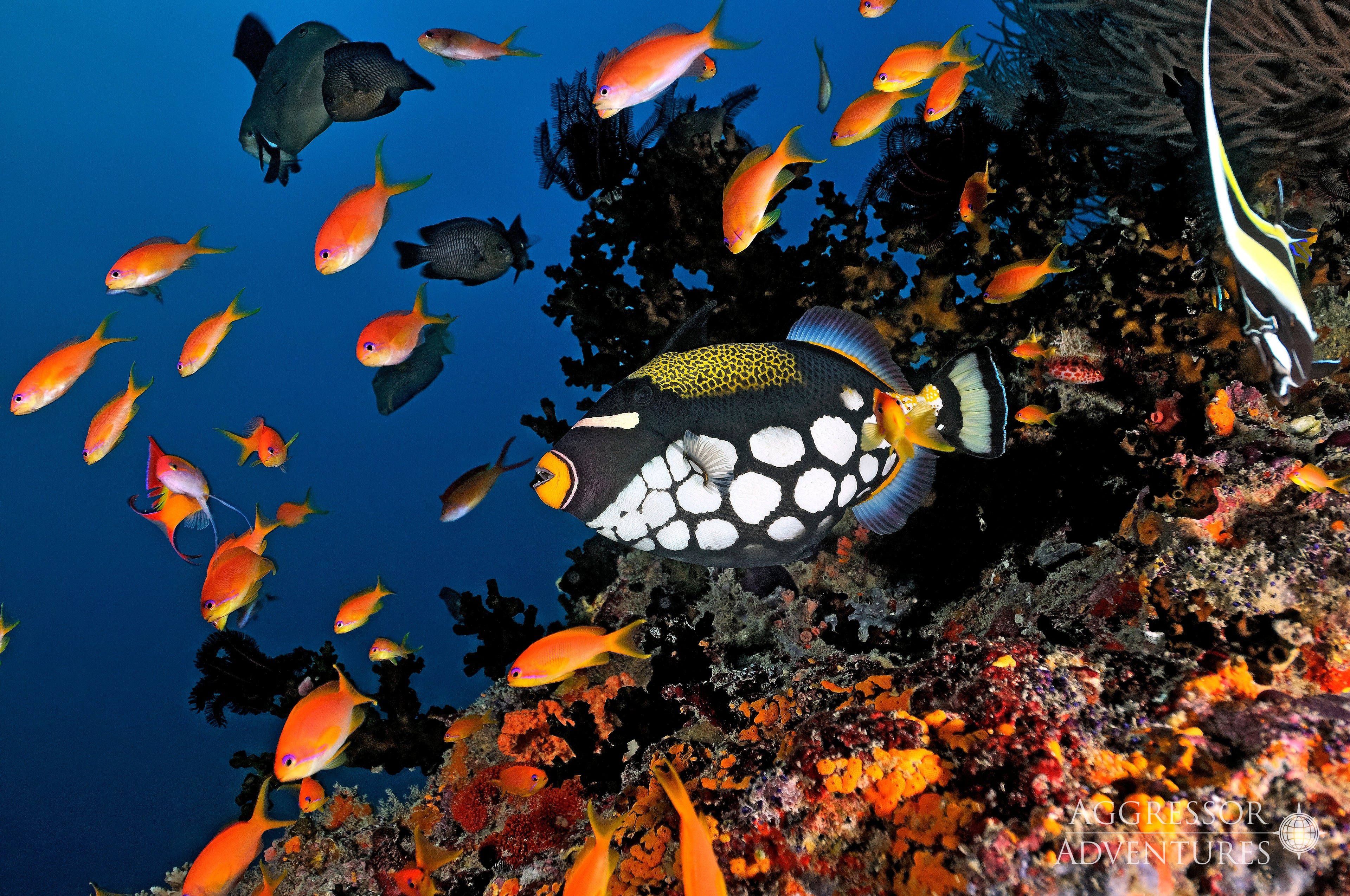 MALDIVES AGGRESSOR II