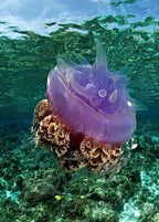 PHILIPPINES AGGRESSOR