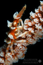 PHILIPPINES AGGRESSOR II