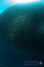 PHILIPPINES AGGRESSOR II