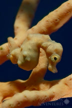 PHILIPPINES AGGRESSOR