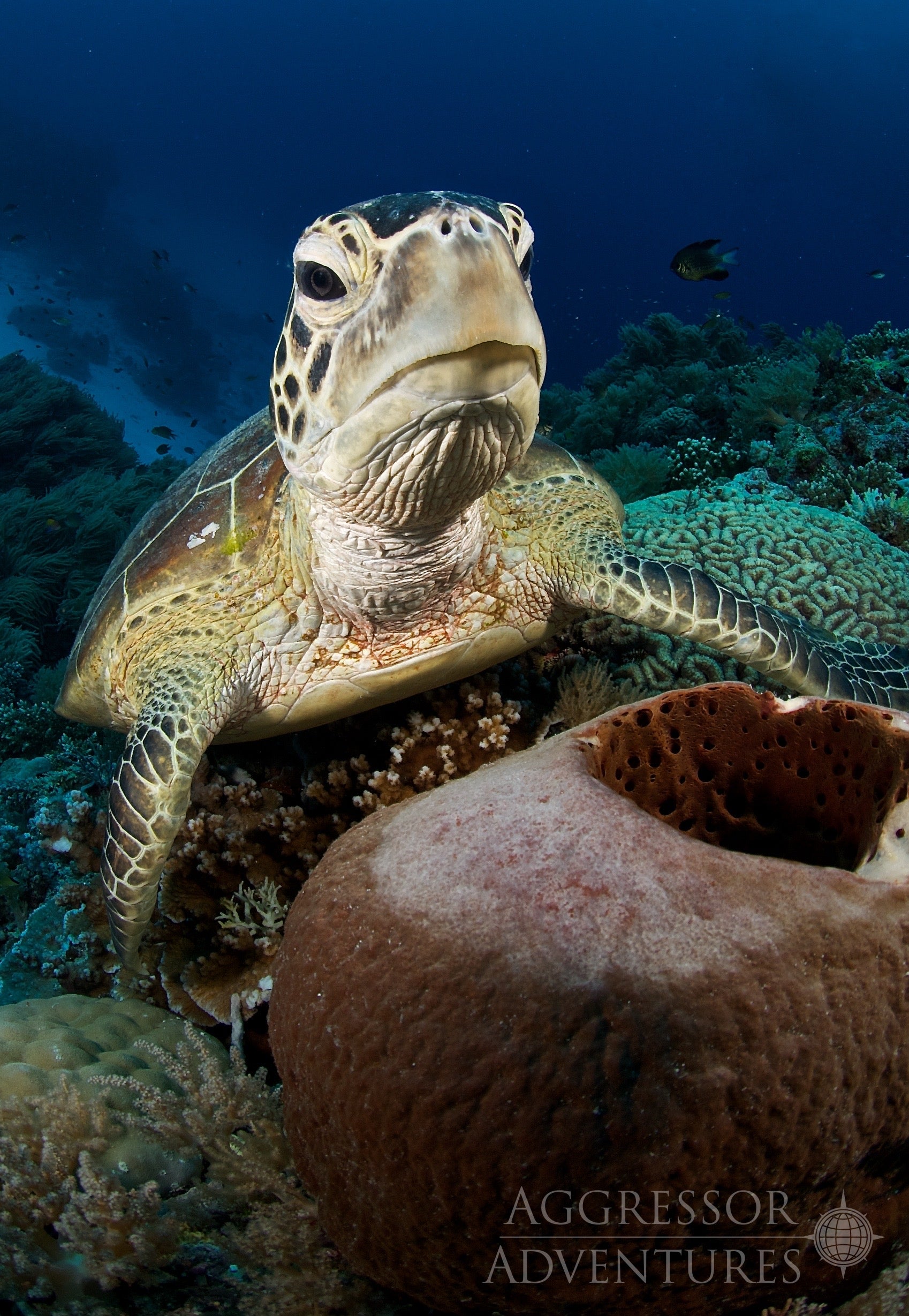 PHILIPPINES AGGRESSOR II