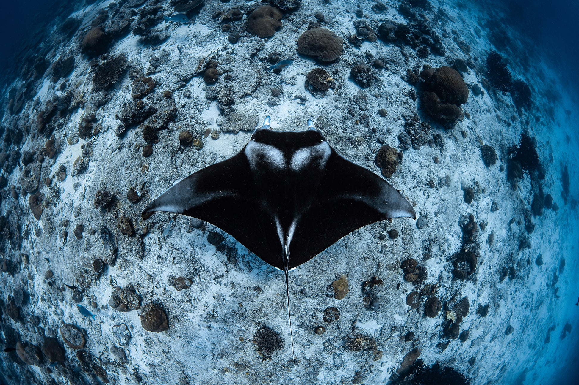 SCUBASPA MALDIVES
