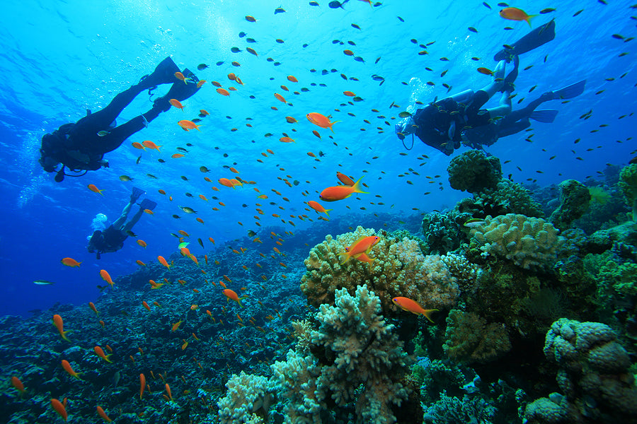 🌊 PADI/SSI OPEN WATER + ADV OPEN WATER COURSE COMBO